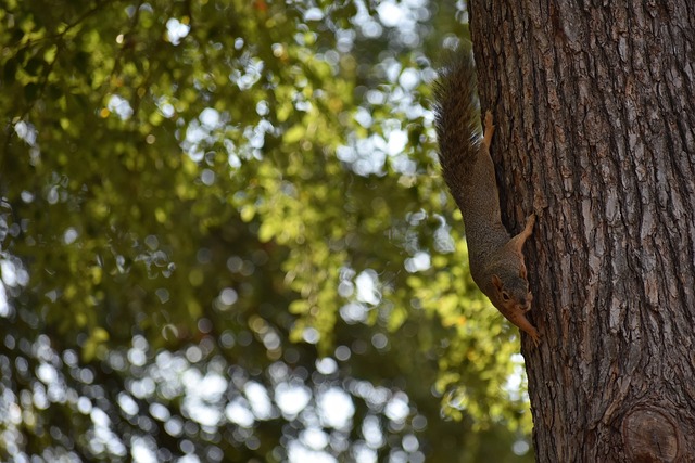 冠军和欧洲 冠军和欧洲